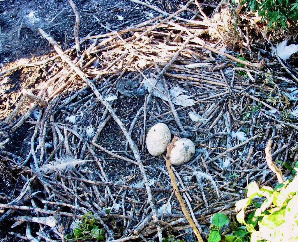 American White Pelican Nest by Char Binstock / USFWS Mountain Prairie is licensed under CC BY 2.0.